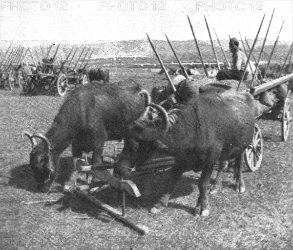 'Les premiers contingents Franco-Anglais a Salonique; Les equipages de l'intendance', 1915 (1924). Creator: Unknown.