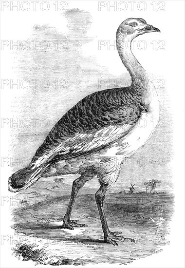 Male Bustard taken near Hungerford, Berks., 1856.  Creator: Unknown.