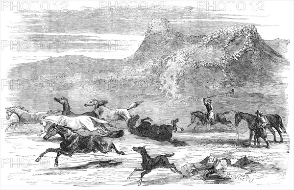 The Spanish-American Guachos [sic] catching wild horses, in the Falkland Islands, 1856.  Creator: Harrison Weir.