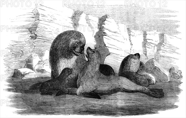 Sea-Lions, in the Falkland Islands, 1856.  Creator: Unknown.