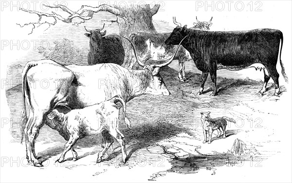 Prize Animals from the Cattle Show, at Paris, 1856. Creator: Unknown.