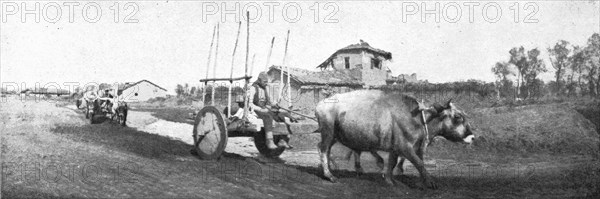 'De Florina a Monastir; les chars macedonies, herisses de pieux et traines par des boeufs', 1916. Creator: Unknown.