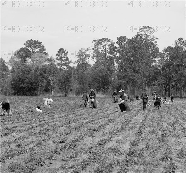 Picking strawberries, Charleston, S.C., c.between 1910 and 1920. Creator: Unknown.