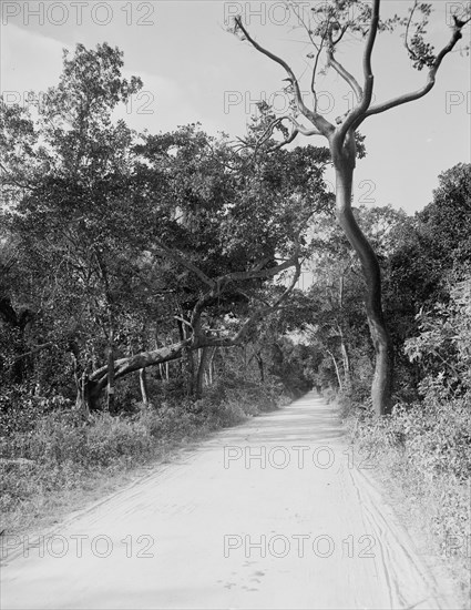 Jungle Road, Miami, Fla., c.between 1910 and 1920. Creator: Unknown.