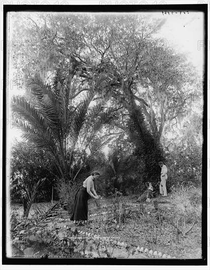 Winter days in Florida on the Halifax, between 1890 and 1897. Creator: William H. Jackson.