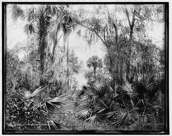 The Beresford Hammock, between 1880 and 1897. Creator: William H. Jackson.