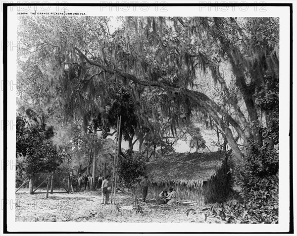 Orange pickers, Ormond, Fla., between 1880 and 1897. Creator: William H. Jackson.