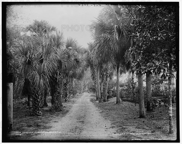 Palmettos at Bostrom's, Ormond, Fla., between 1880 and 1897. Creator: William H. Jackson.