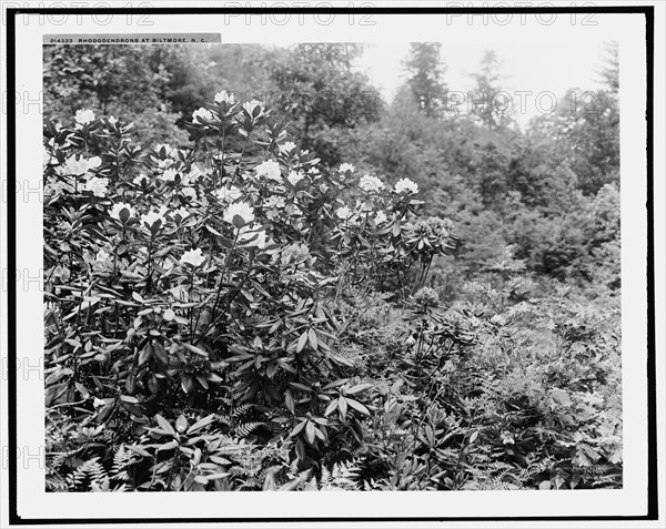 Rhododendrons at Biltmore House, N.C., (1902?). Creator: William H. Jackson.