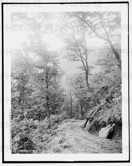 Road on Toxaway Mt., Sapphire, N.C., (1902?). Creator: William H. Jackson.