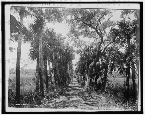 Old Causeway, near Ormond, Fla., c1894. Creator: William H. Jackson.