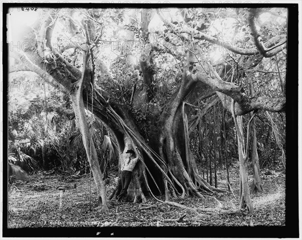 Rubber tree, Lake Worth, Fla., between 1880 and 1897. Creator: William H. Jackson.