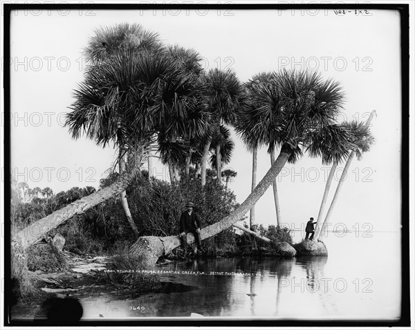 Studies in palms, Sebastian Creek, Florida, between 1880 and 1897. Creator: William H. Jackson.