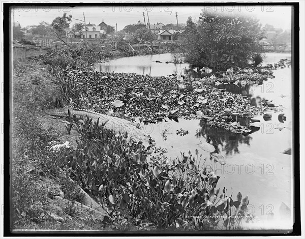 Alligators, Florida, c1901. Creator: Unknown.