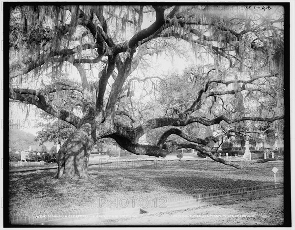 Magnolia Cemetery, live oaks, Charleston, S.C., c1900. Creator: Unknown.