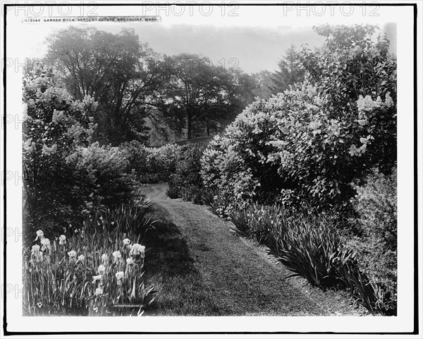 Garden walk, Sargent estate, Brookline, Mass., between 1900 and 1920. Creator: Unknown.