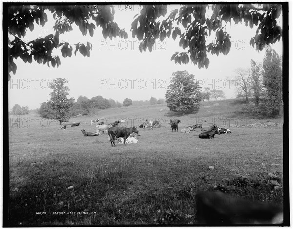 Pasture near Ithaca, N.Y., c1900. Creator: Unknown.