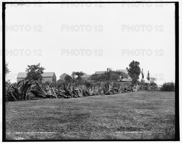 A New England stump fence, between 1890 and 1901. Creator: Unknown.