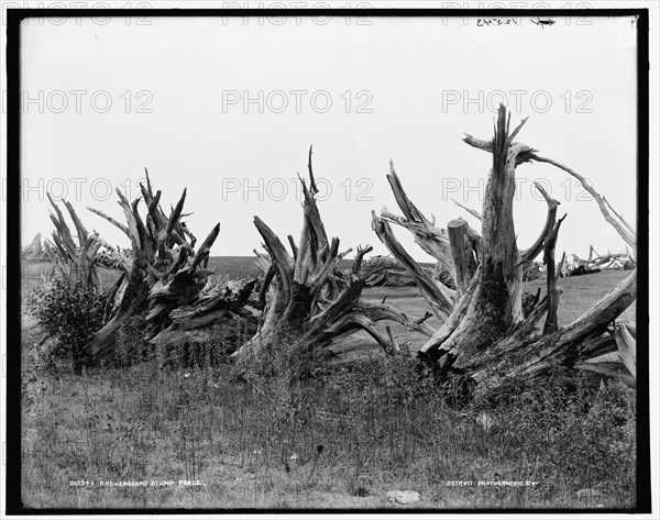 A New England stump fence, between 1890 and 1901. Creator: Unknown.