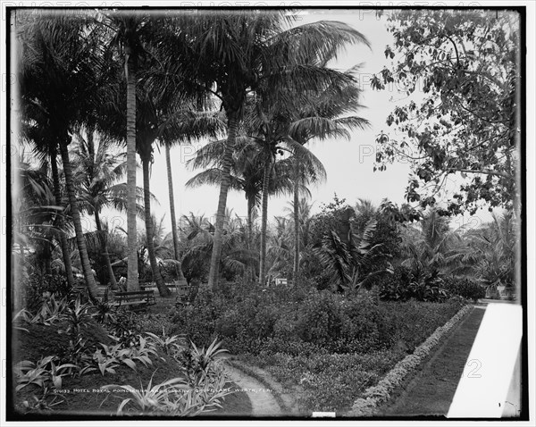 Hotel Royal Poincianna i.e. Poinciana and cocoanut grove, Lake Worth, Fla., c1900. Creator: Unknown.