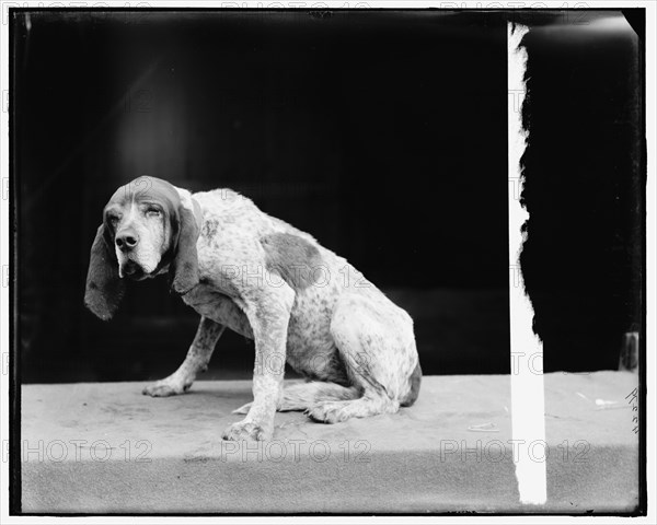 Old Ben, English fox hound, between 1895 and 1910. Creator: Unknown.