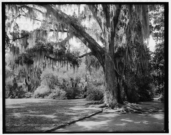 Under the oaks, Magnolia-on-the-Ashley, Charleston, S.C., c1907. Creator: Unknown.