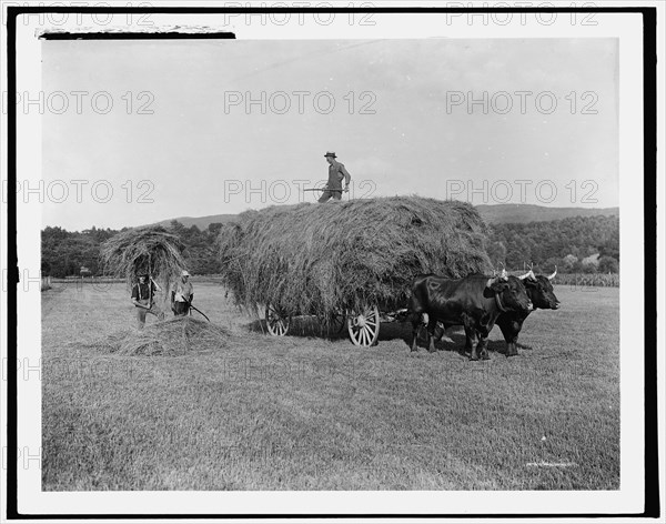 Haying on the meadows, Northfield, Mass., between 1900 and 1906. Creator: Unknown.