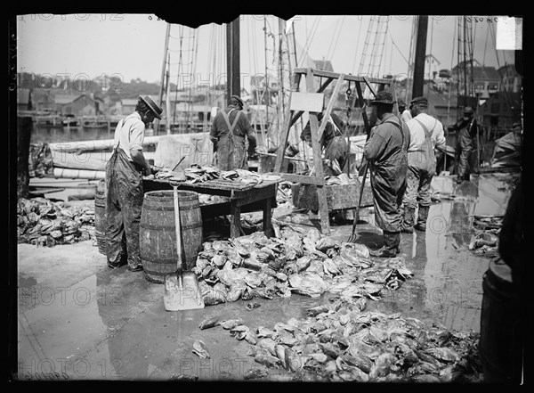 Weighing up the catch, Gloucester, Mass., between 1900 and 1915. Creator: Unknown.