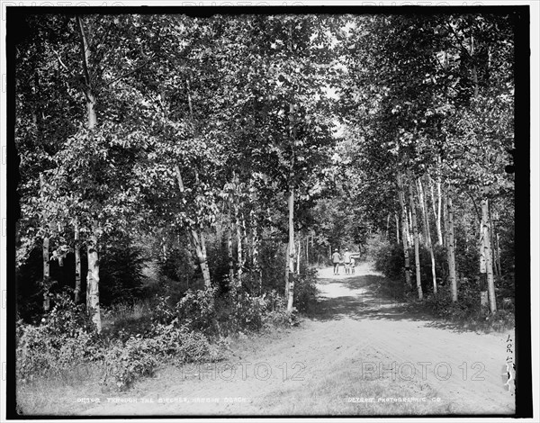 Through the birches, Harbor Beach, between 1890 and 1901. Creator: Unknown.