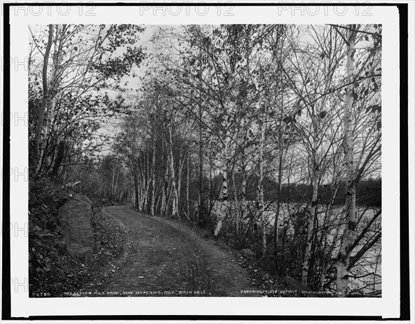 On the eleven mile drive near Ishpeming, Mich., birch drive, c1898. Creator: Unknown.