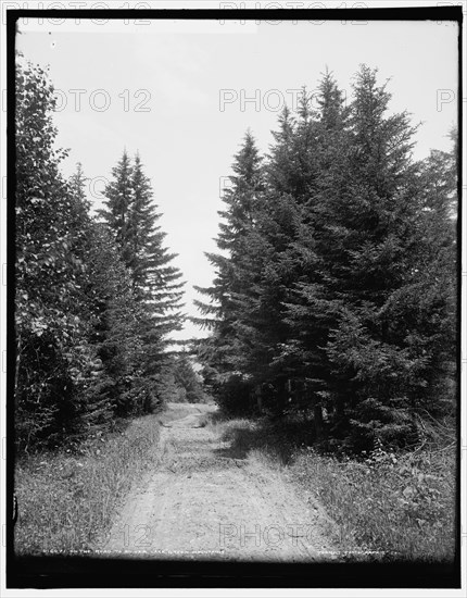 On the road to Silver Lake, Green Mountains, between 1900 and 1906. Creator: Unknown.