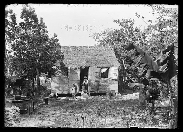 Thatched building and banana plant, possibly Nassau, Bahamas, between 1900 and 1915. Creator: Unknown.