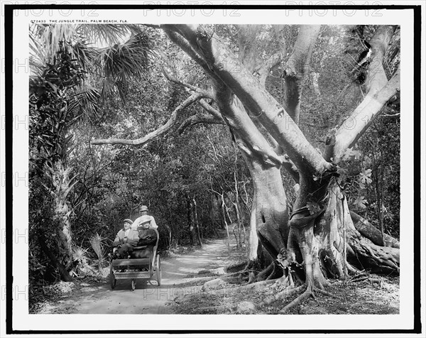 The Jungle trail, Palm Beach, Fla., c.between 1910 and 1920. Creator: Unknown.