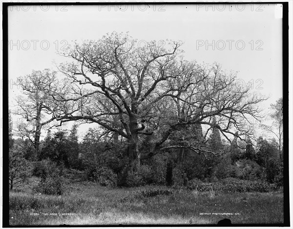 The Oaks, Waverly, between 1890 and 1901. Creator: Unknown.