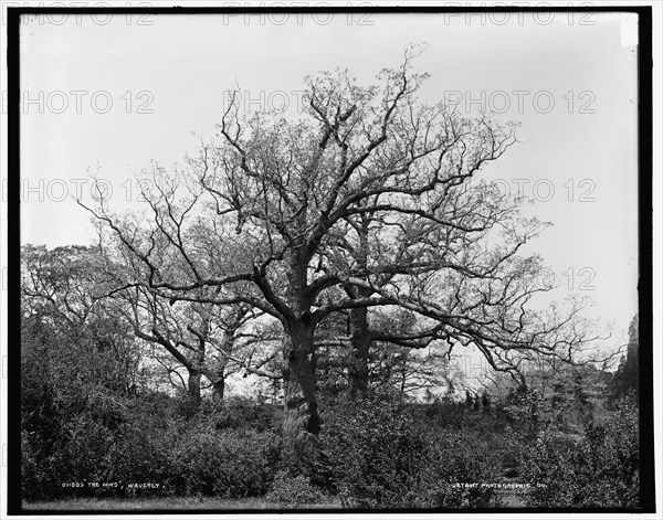 The Oaks, Waverly, between 1890 and 1901. Creator: Unknown.