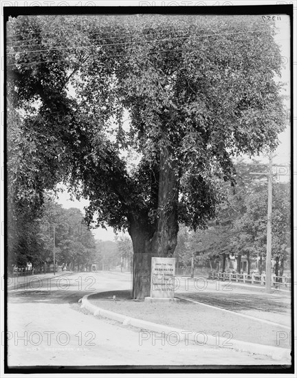 Washington Elm, Cambridge, between 1890 and 1899. Creator: Unknown.