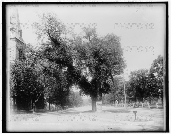 Washington Elm, Cambridge, c1899. Creator: Unknown.