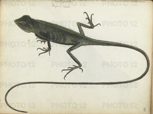 Tree lizard, 1785. Creator: Jan Brandes.