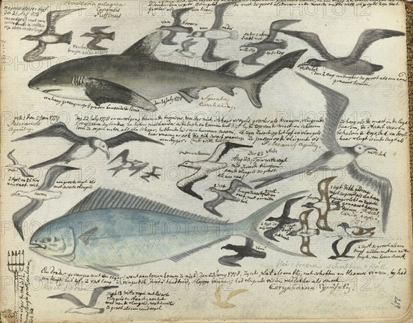 Sea birds and sea fish, 1778-1779. Creator: Jan Brandes.