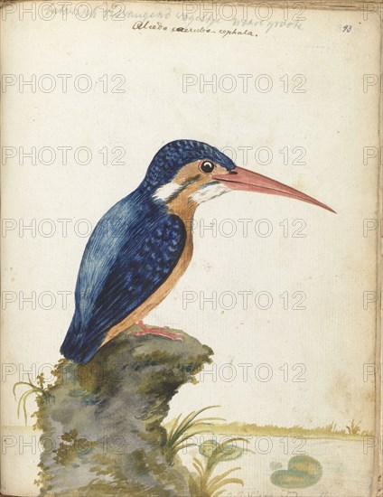 Malachite Kingfisher, 1779-1785. Creator: Jan Brandes.