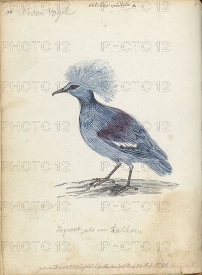 Crowned Pigeon, 1786. Creator: Jan Brandes.