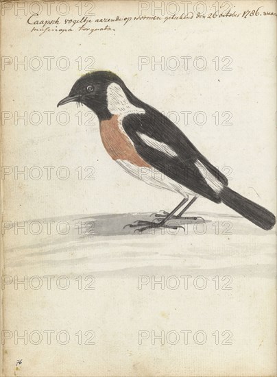 Cape bird, 1786. Creator: Jan Brandes.