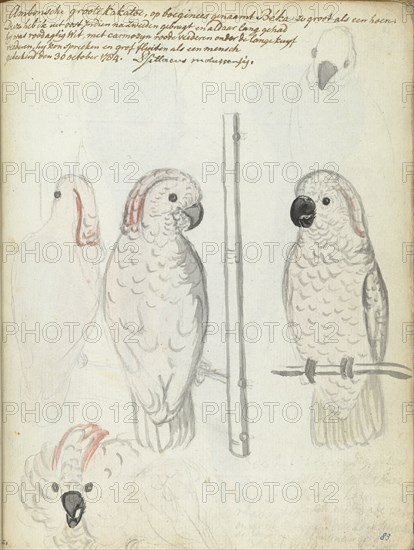 Cockatoo from Ambon, 1784. Creator: Jan Brandes.