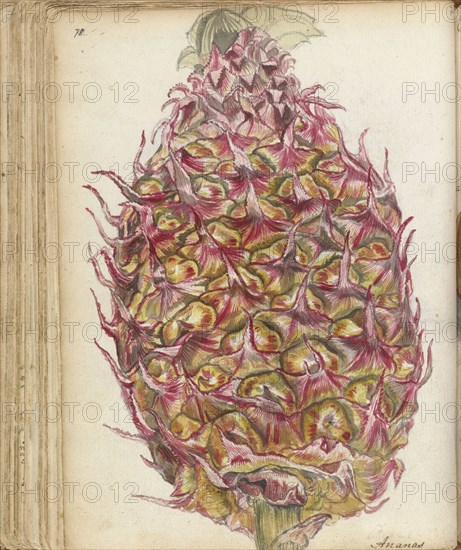 Pineapple, 1785. Creator: Jan Brandes.