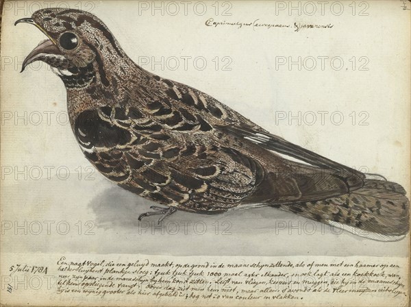 Nightjar, 1784. Creator: Jan Brandes.