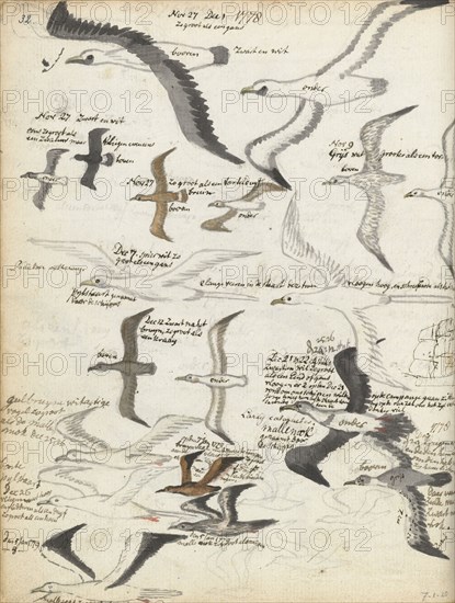 Seabirds, 1778-1779. Creator: Jan Brandes.