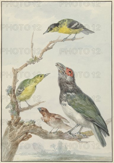 Four Different Birds on a Branch, c.1730-c.1792. Creator: Aert Schouman.