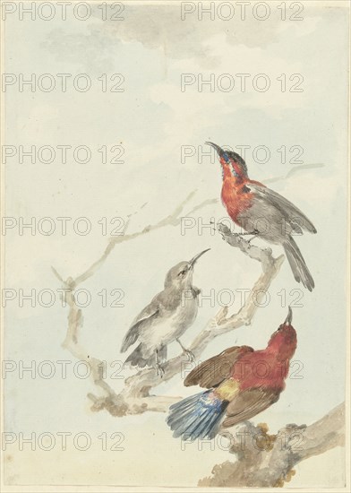 Three Crimson Sunbirds, 1780. Creator: Aert Schouman.