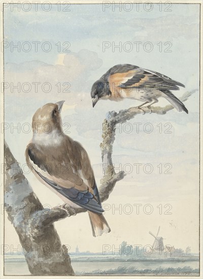 Two birds: an apple finch (coccothraustes coccothraustes) and a keep (fringilla montifringilla), 175 Creator: Aert Schouman.