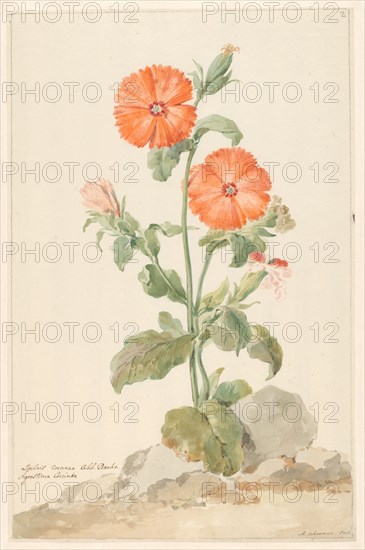 Orange Cuckoo Flower (Oranje Koekoeksbloem) in landscape, c.1790. Creator: Aert Schouman.